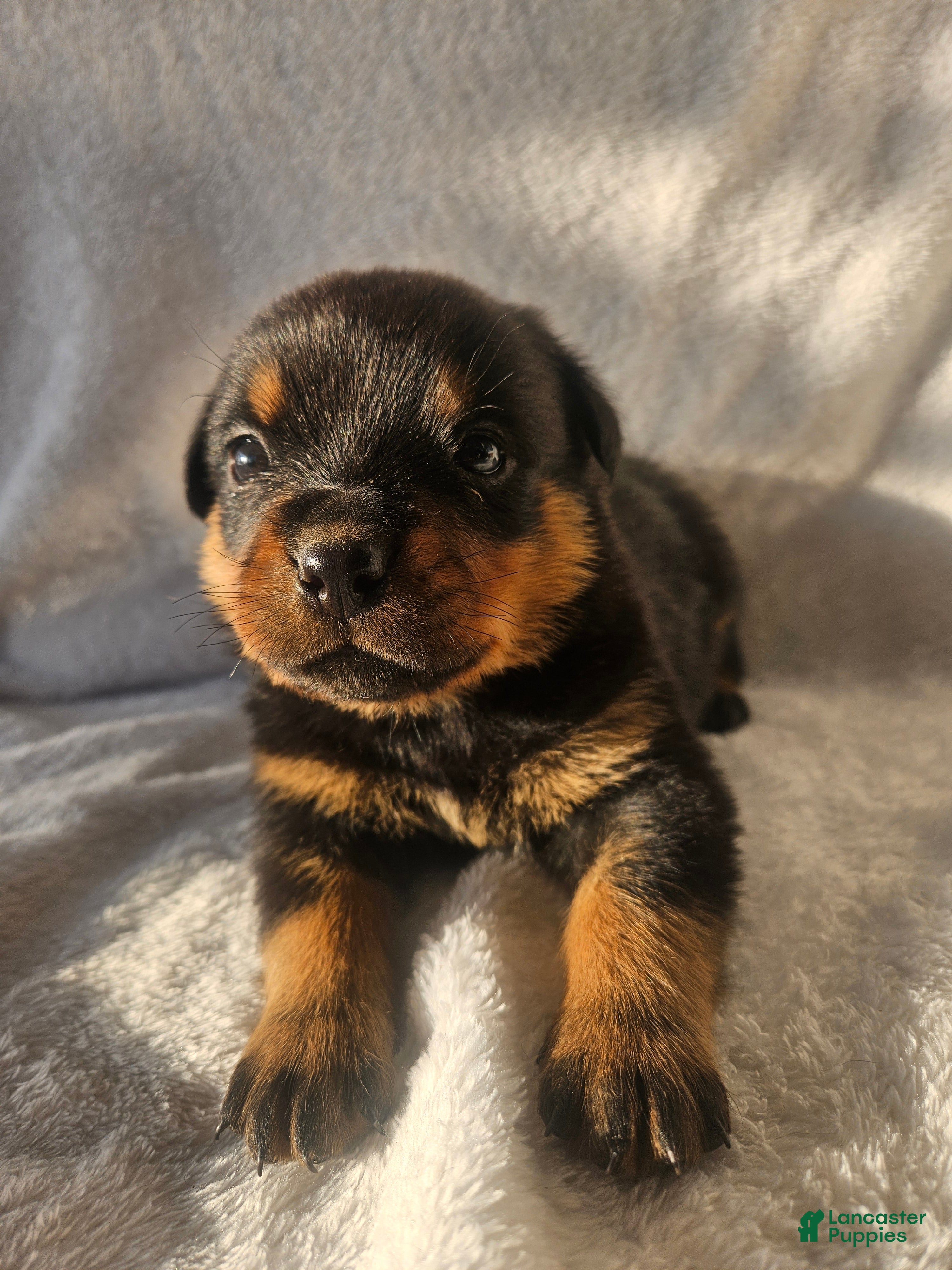 Rottweiler dogs Ranger - Ad 11