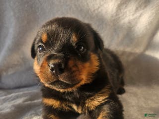 Rottweiler dogs Ranger - Ad 42