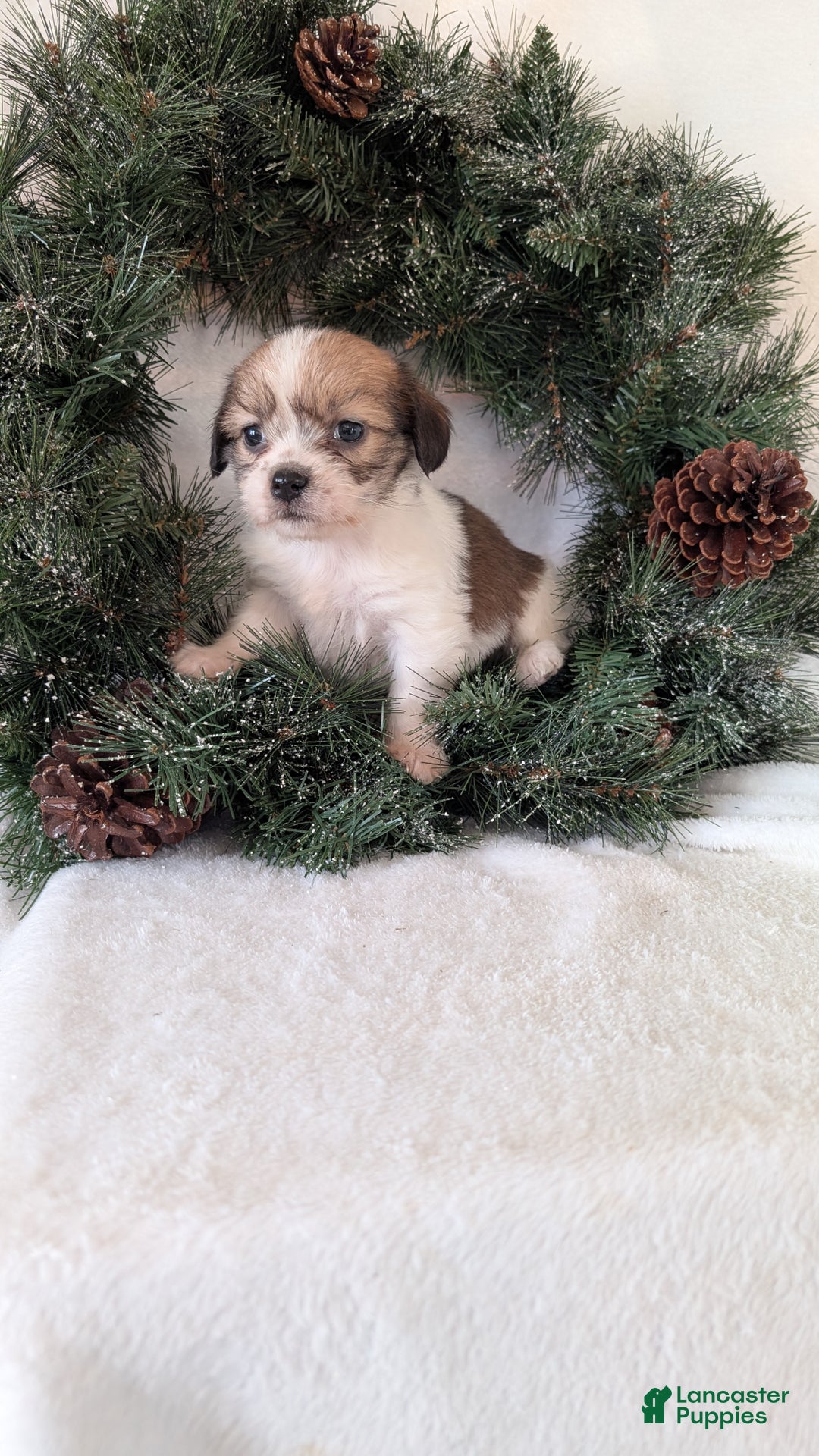 Mixed Breed dogs for sale: Ann - Ad 14