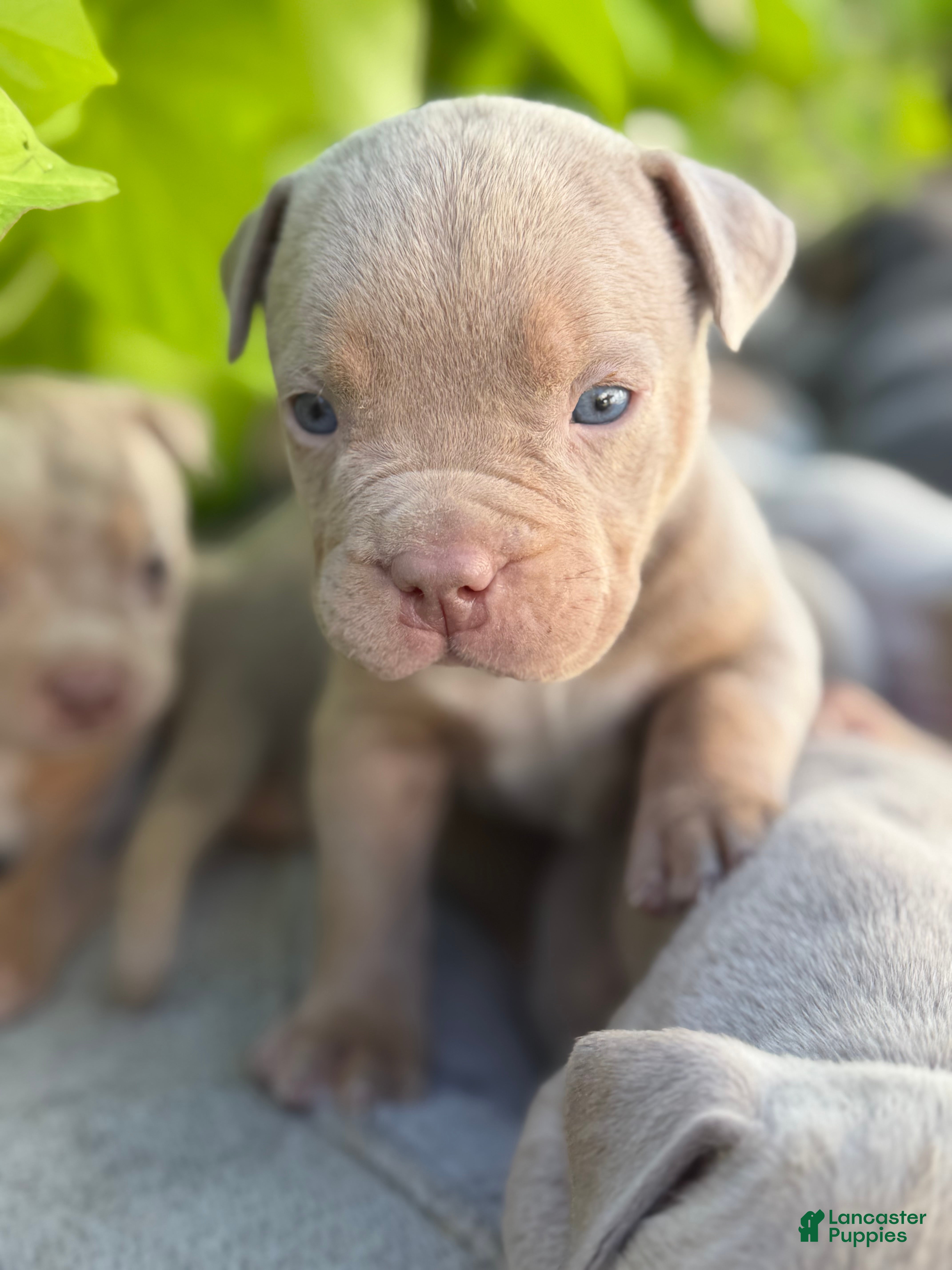 American Bully dogs Leo  - Ad 1
