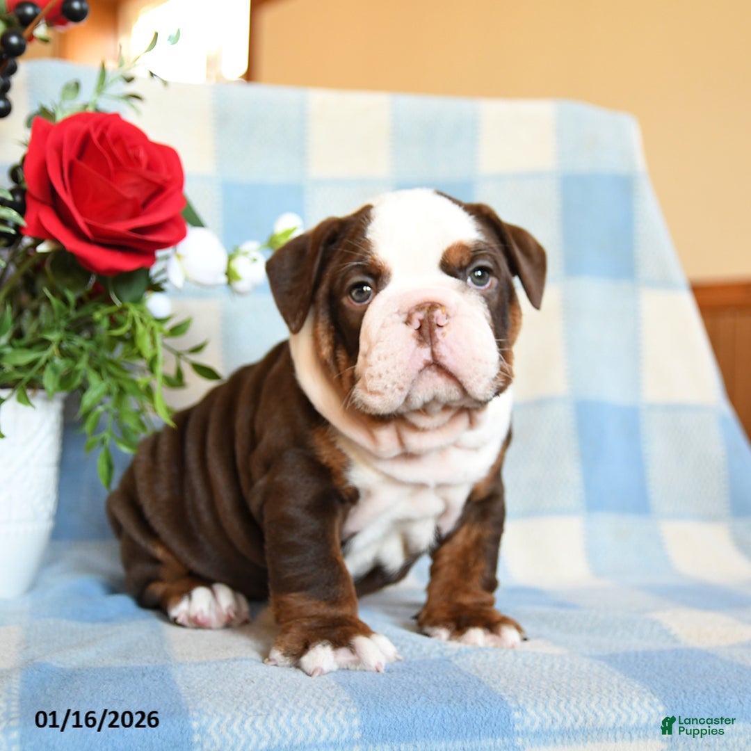 English Bulldog dogs for sale: Shep - Ad 1