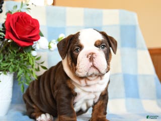 English Bulldog dogs Shep - Ad 25