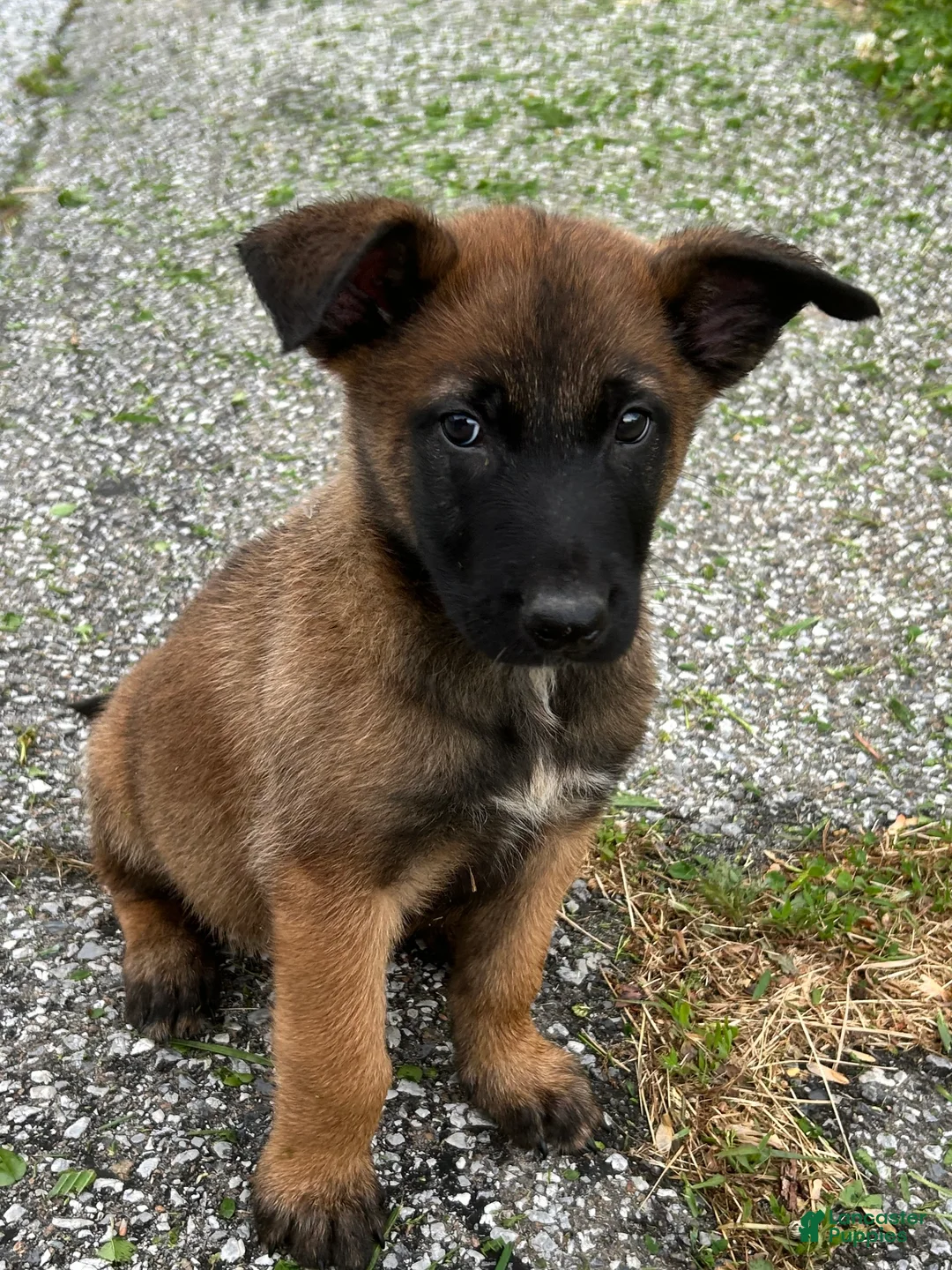 Belgian Malinois dogs for sale: Fernando - Ad 1