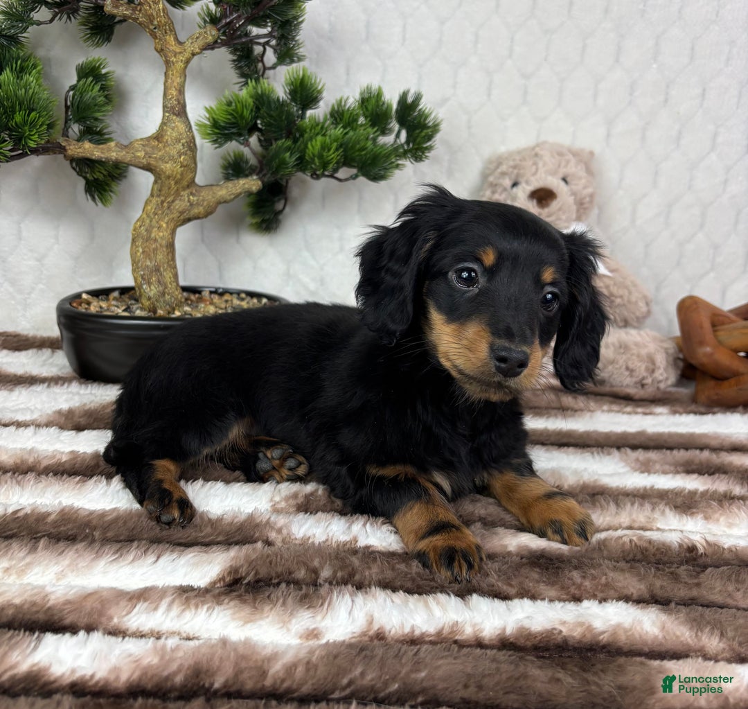 Miniature Dachshund dogs for sale: Drake - Ad 1