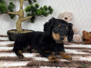 Miniature Dachshund dogs Drake - Ad 9