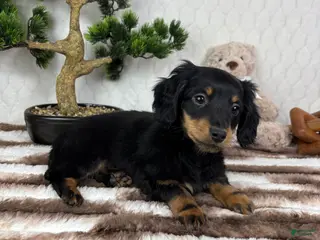 Miniature Dachshund dogs Drake - Ad 5
