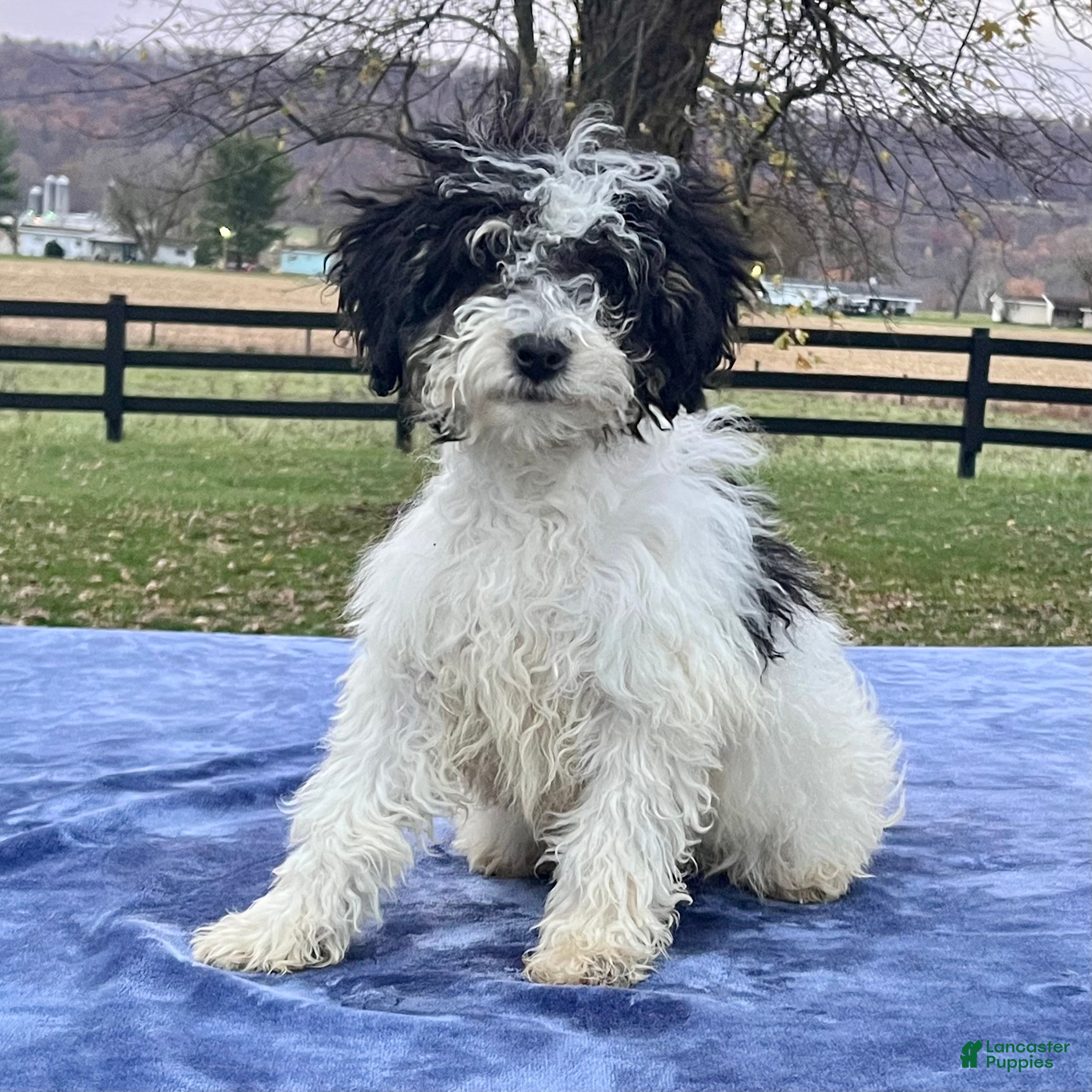 Mini Bernedoodle dogs Bodie - Ad 7