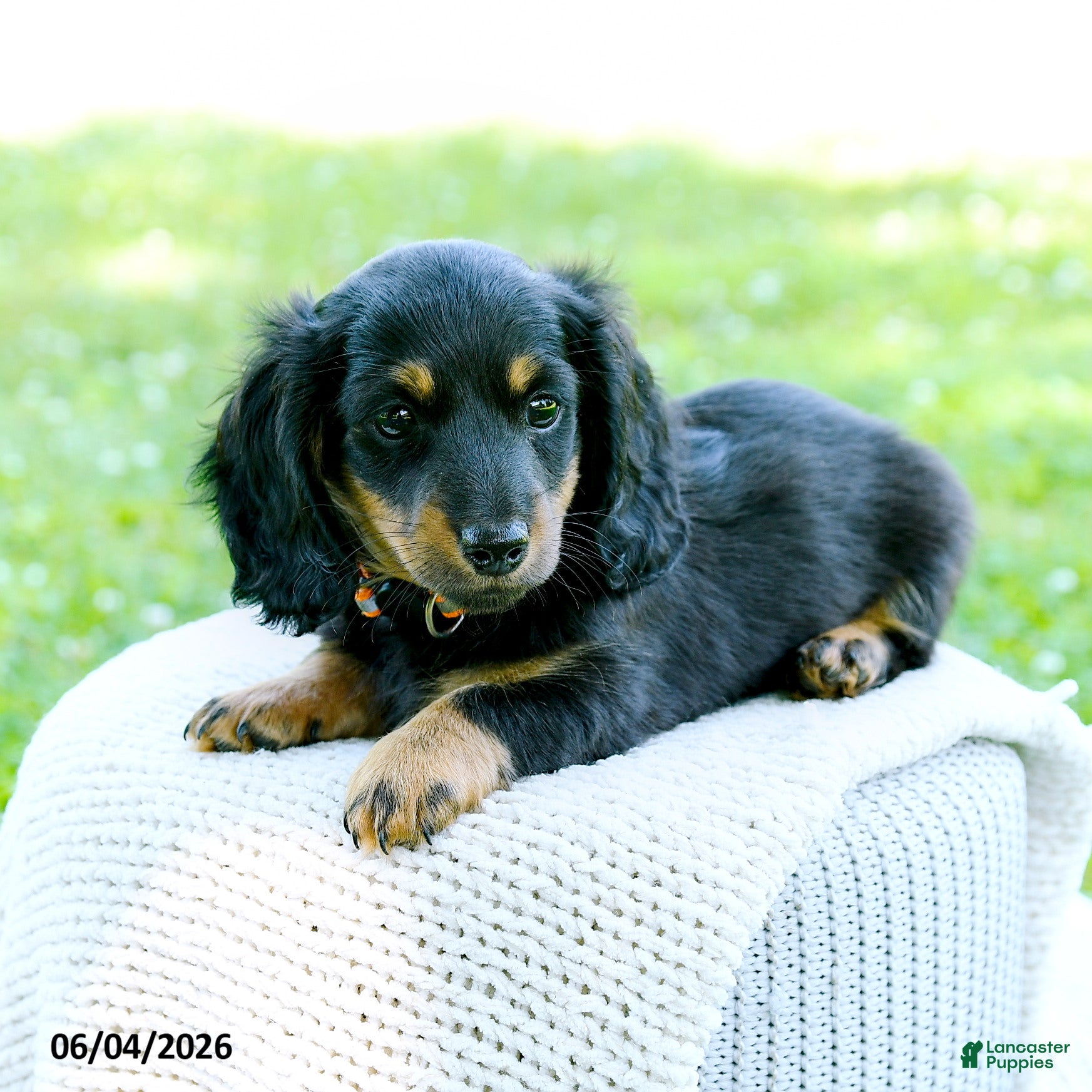 Miniature Dachshund dogs for sale: Davis - Ad 4
