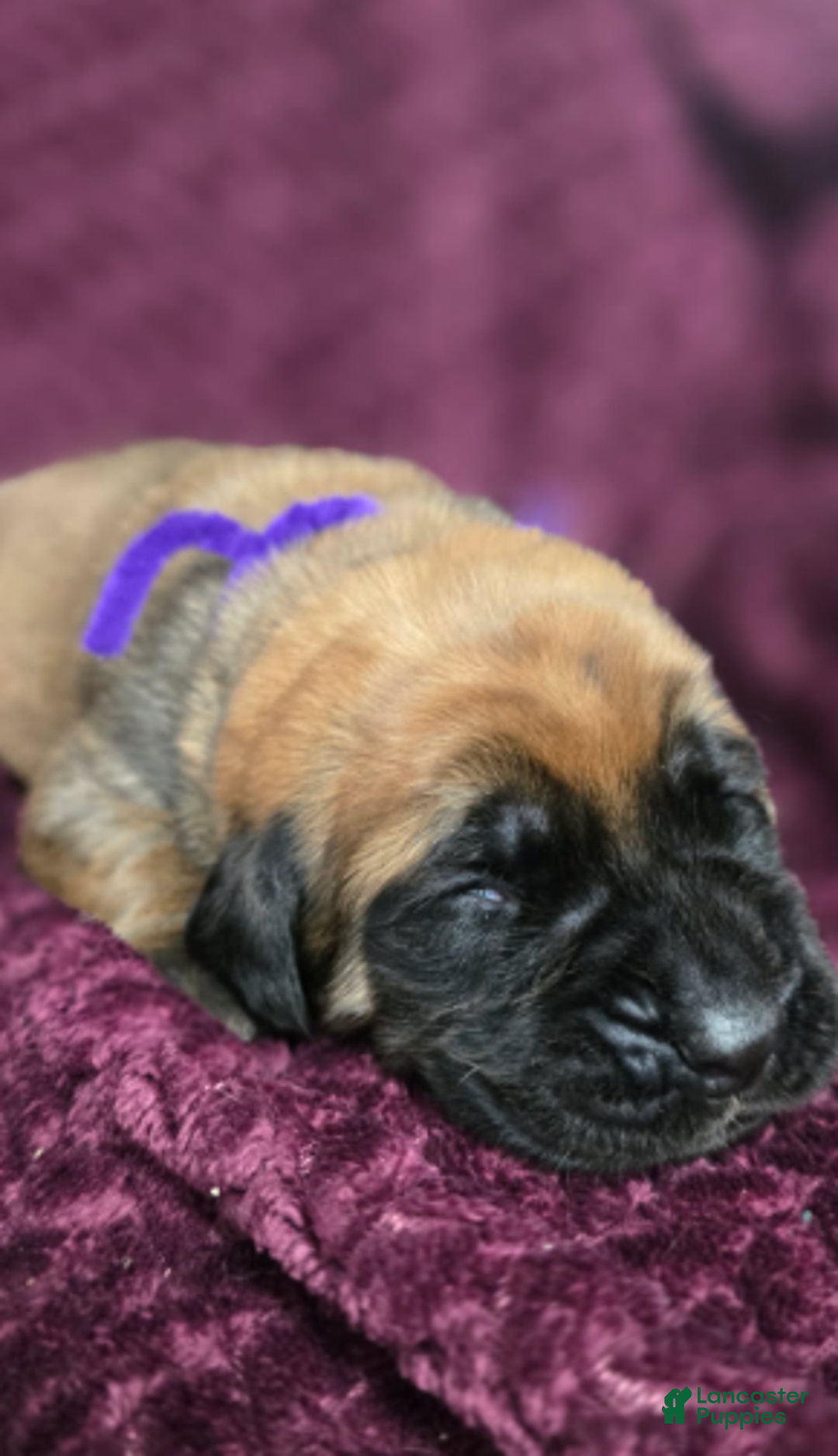 English Mastiff dogs for sale: Clara - Ad 4