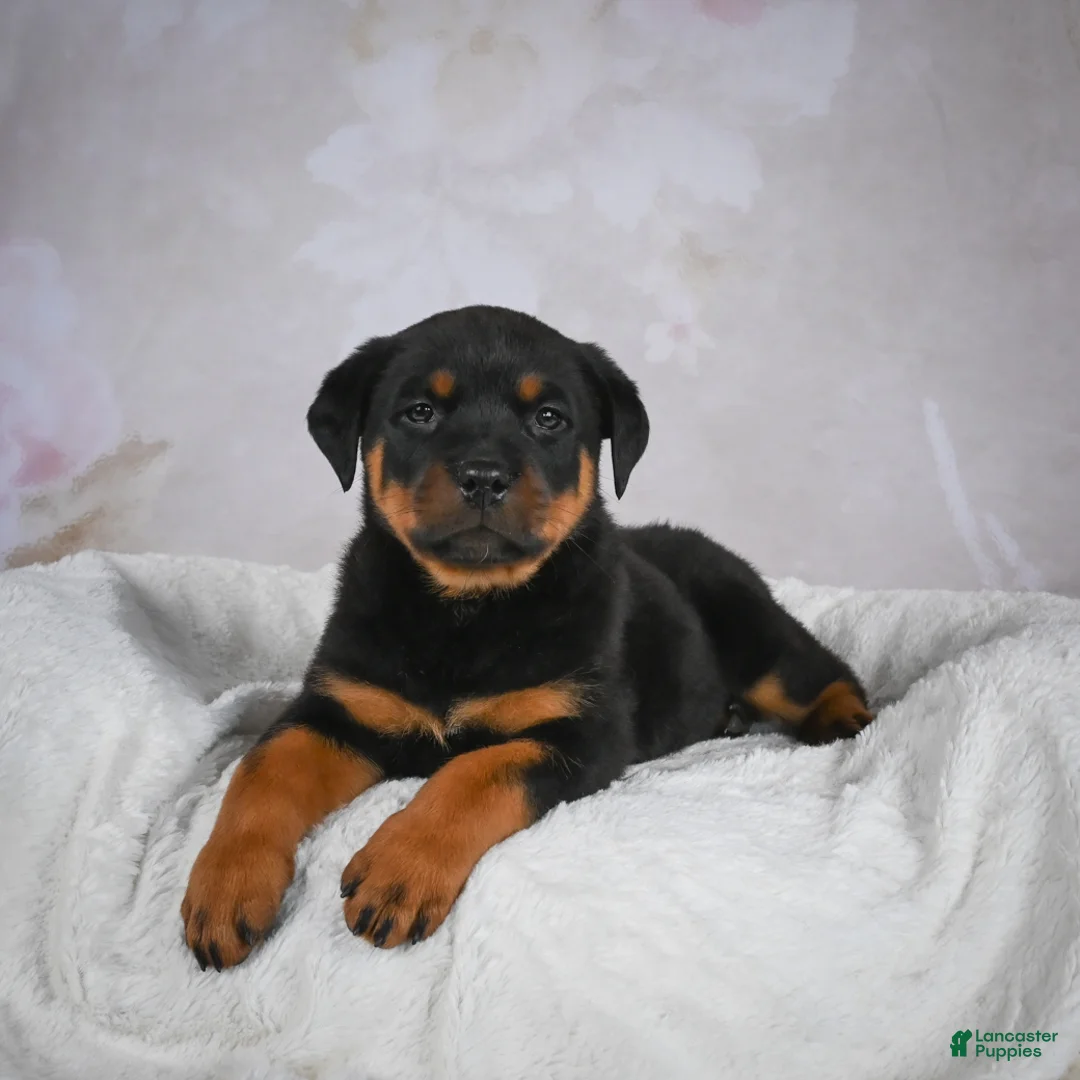 Rottweiler dogs for sale: Turbo - Ad 12