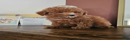Mini Goldendoodle dogs for sale: Gala - Ad 3