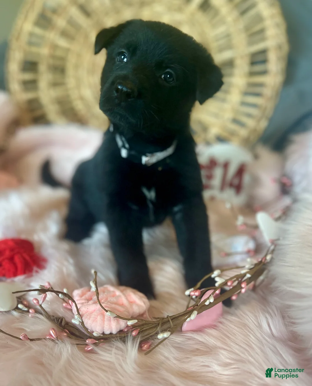 German Shepherd dogs for sale: Poppy  - Ad 10