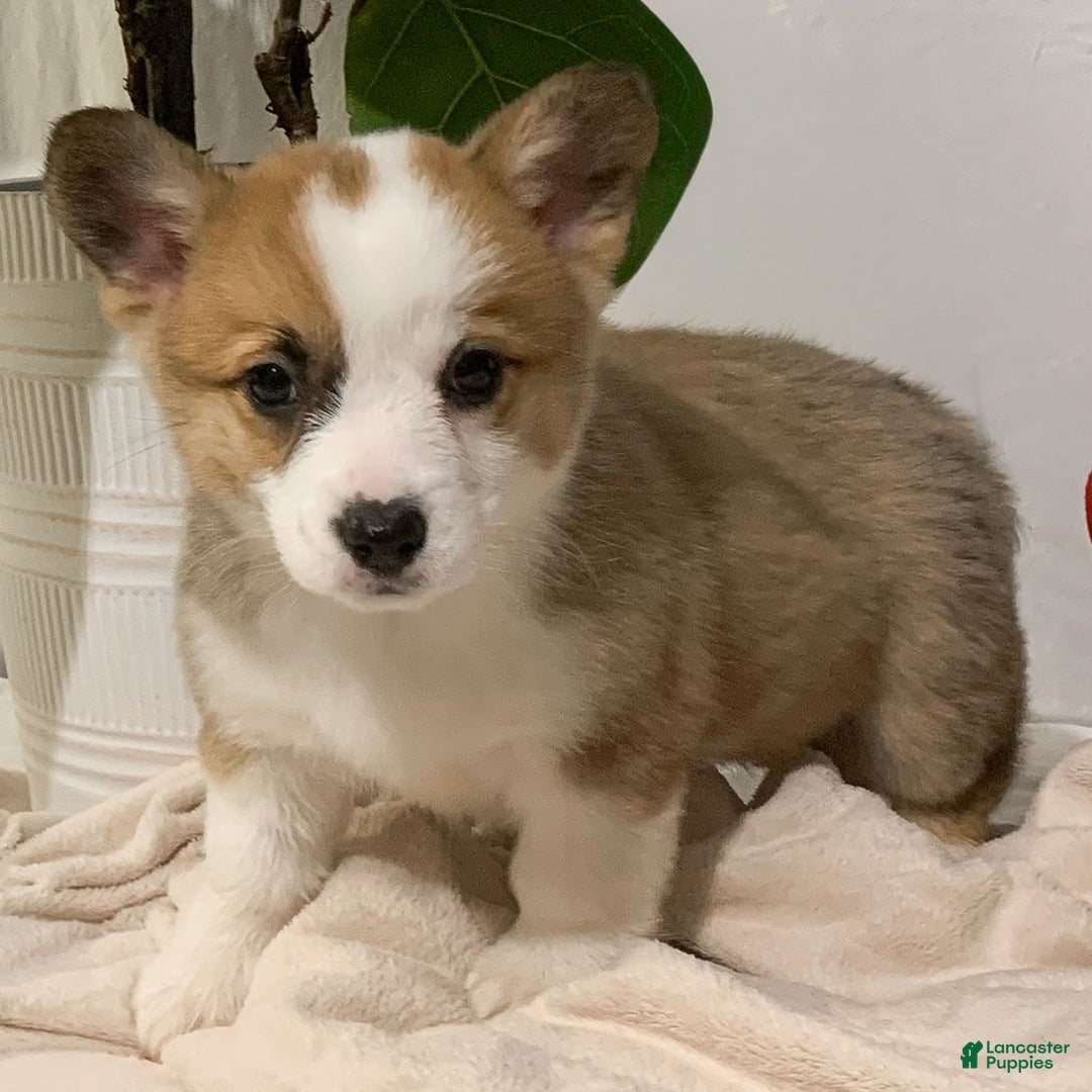 Welsh Corgi Pembroke dogs for sale: Sky - Ad 1
