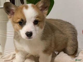 Welsh Corgi Pembroke dogs Sky - Ad 6