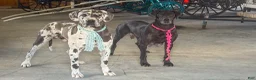 Great Dane dogs for sale: Cruiser - Ad 4