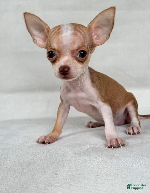 Chihuahua dogs Teacup/Pocketbook Chihuahua 1 - Ad 1