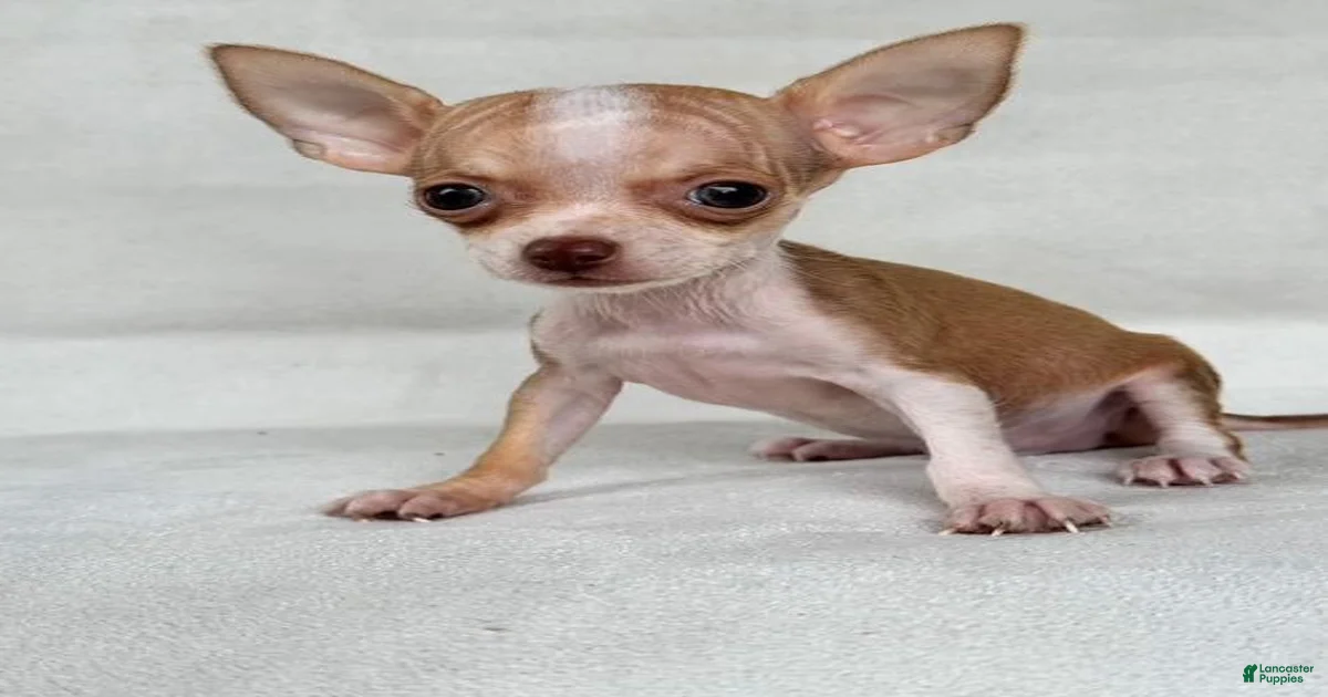 Chihuahua Puppies for sale in Clermont, Florida | Lancaster Puppies