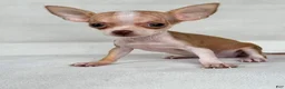 Chihuahua dogs for sale: Teacup/Pocketbook Chihuahua 1 - Ad 1