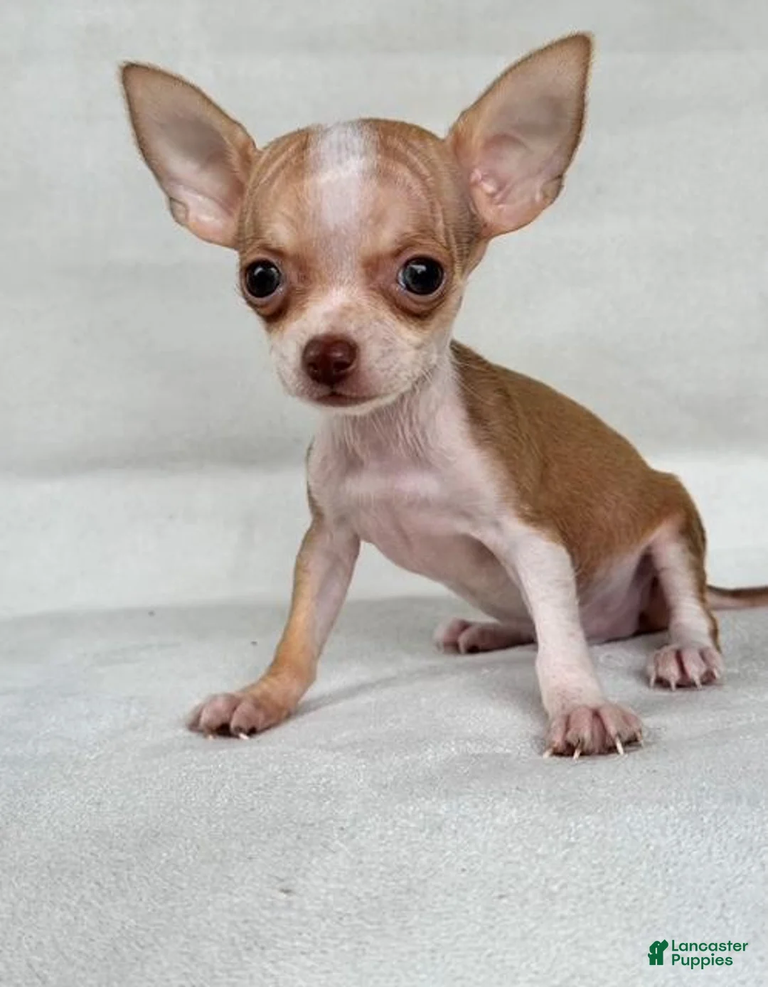 Chihuahua dogs for sale: Teacup/Pocketbook Chihuahua 1 - Ad 1