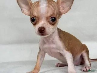 Chihuahua dogs Teacup/Pocketbook Chihuahua 1 - Ad 1