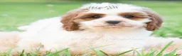 Cavapoo dogs for sale: Arlo - Ad 3