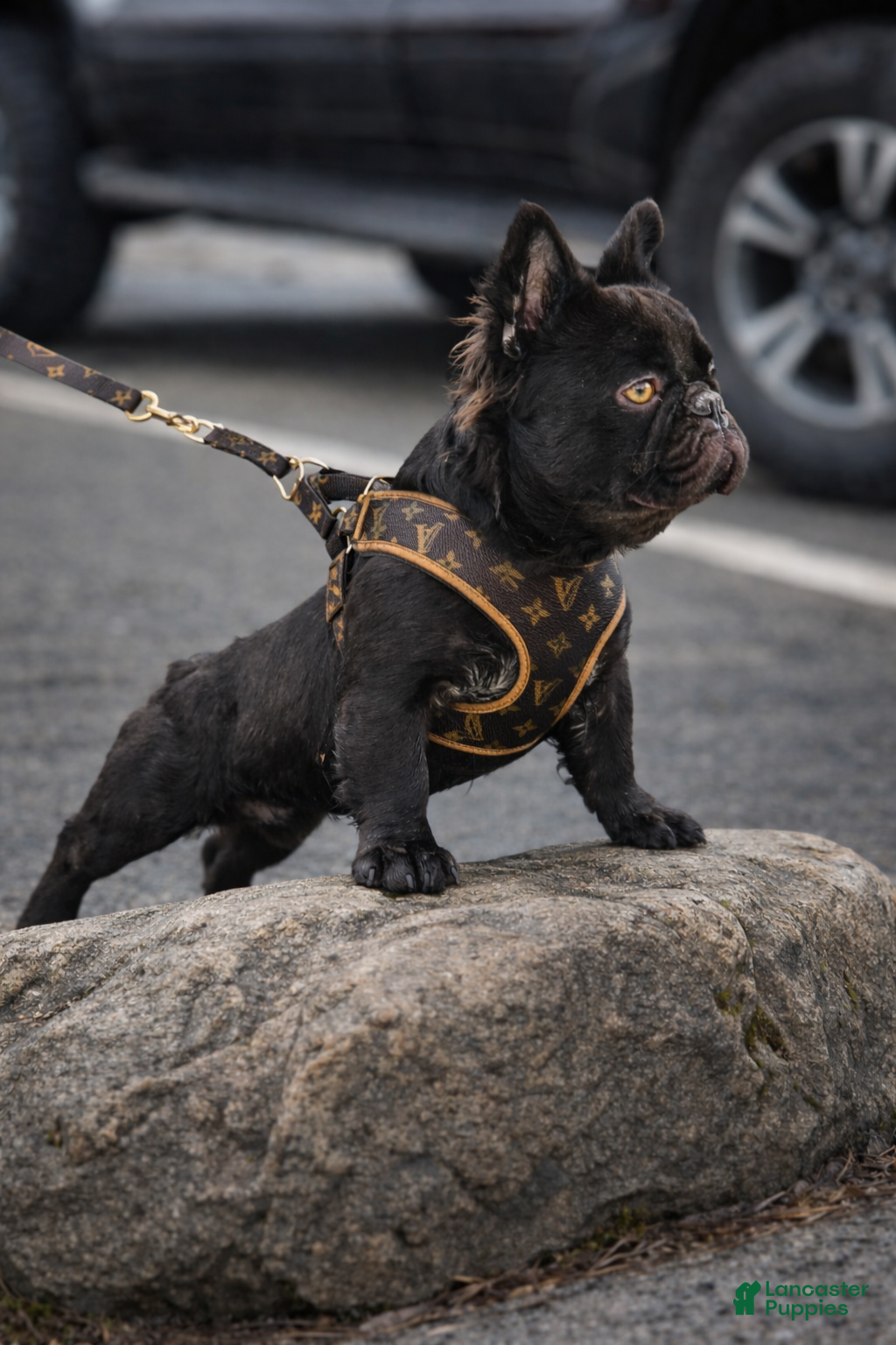 French Bulldog dogs Bogarde (Stud) - Ad 2