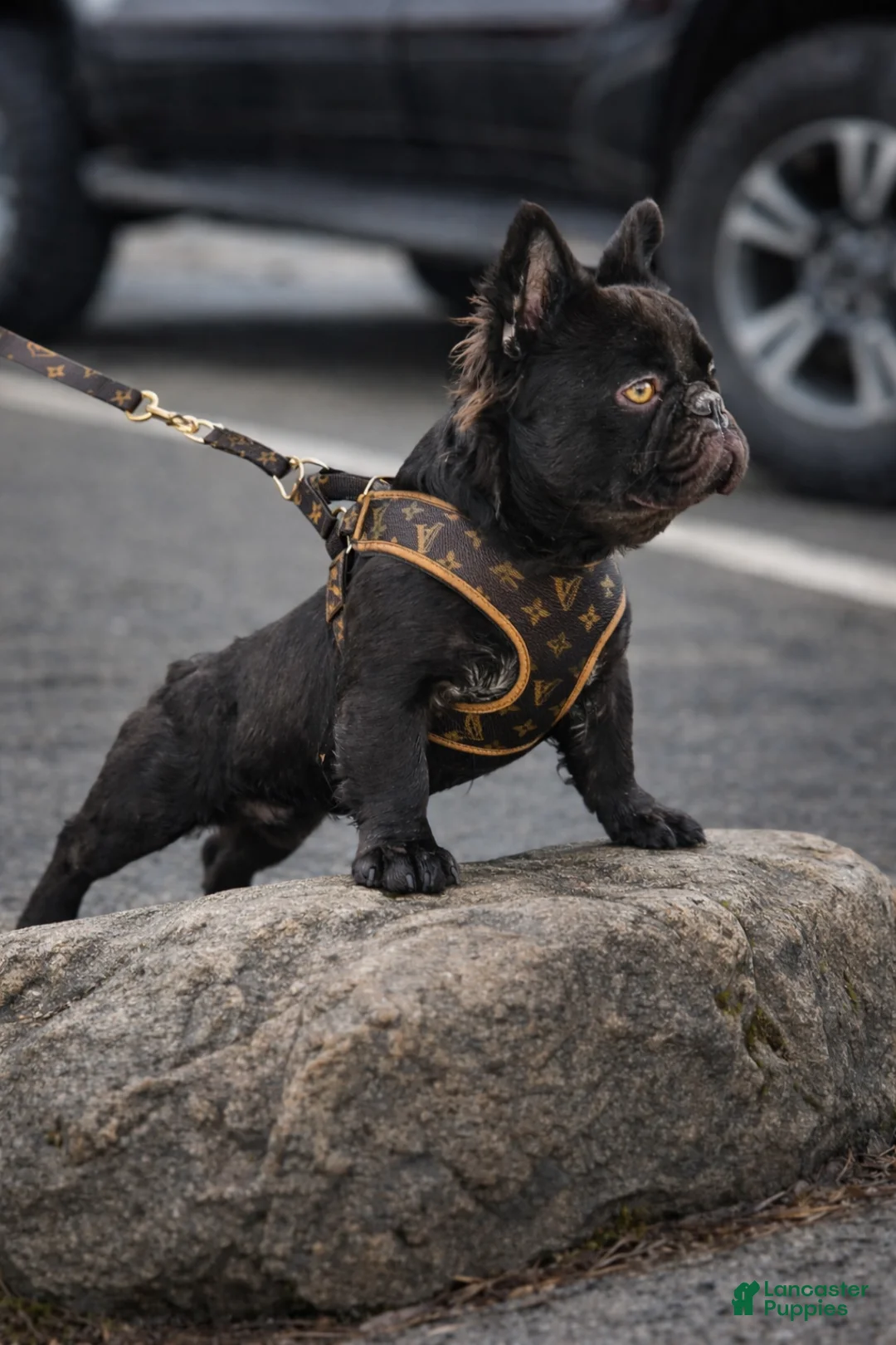 French Bulldog dogs for stud: Bogarde (Stud) - Ad 2