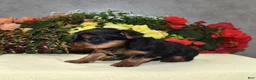 Yorkshire Terrier dogs for sale: Cody - Ad 6