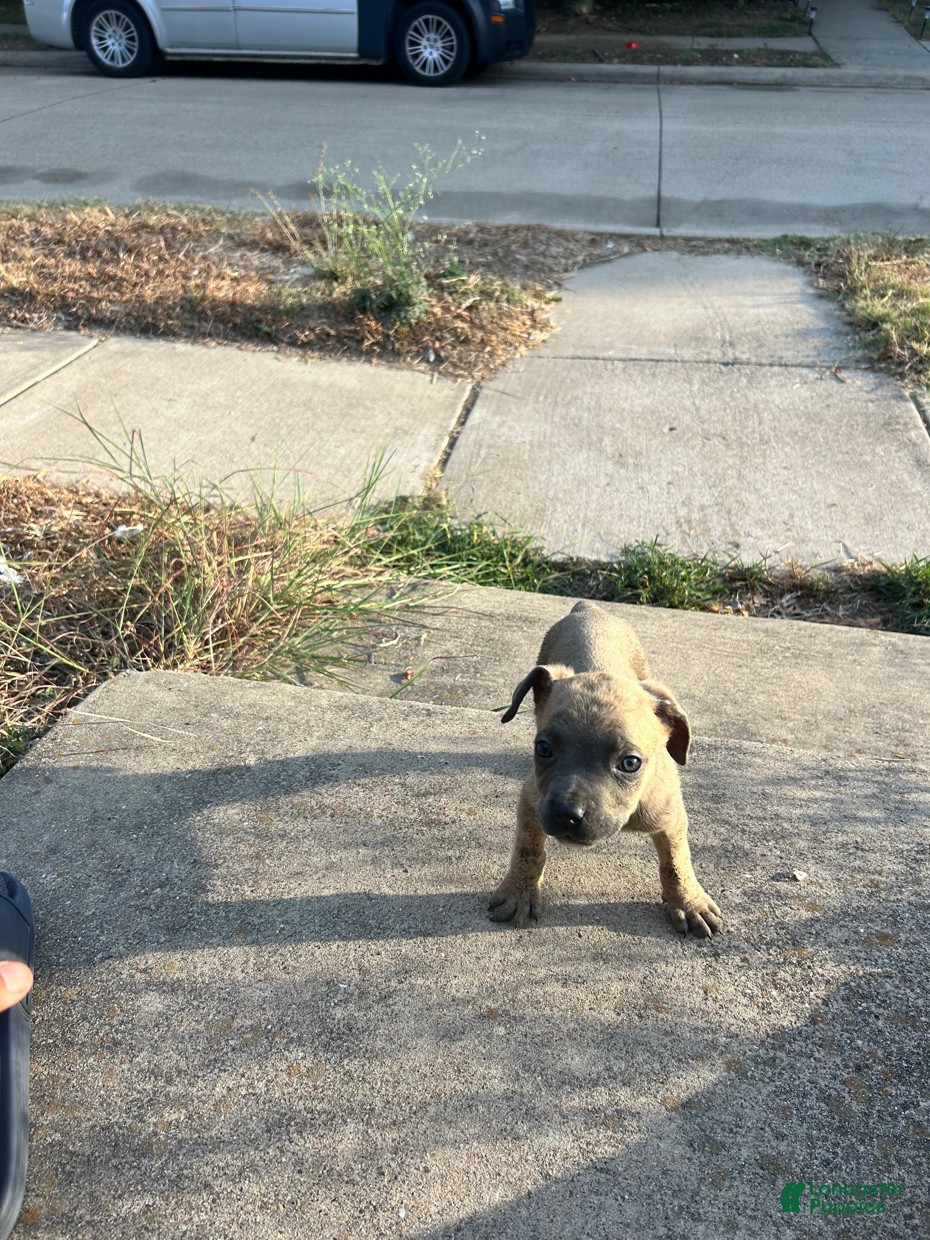 Cane Corso dogs Cane Corso 2 - Ad 32