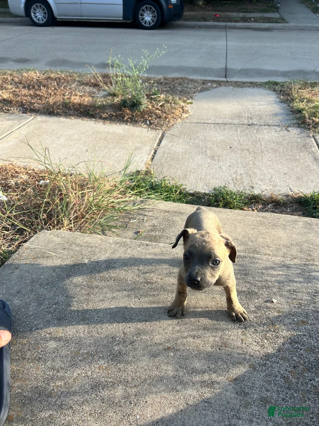 Cane Corso dogs for sale: Cane Corso 2 - Ad 1