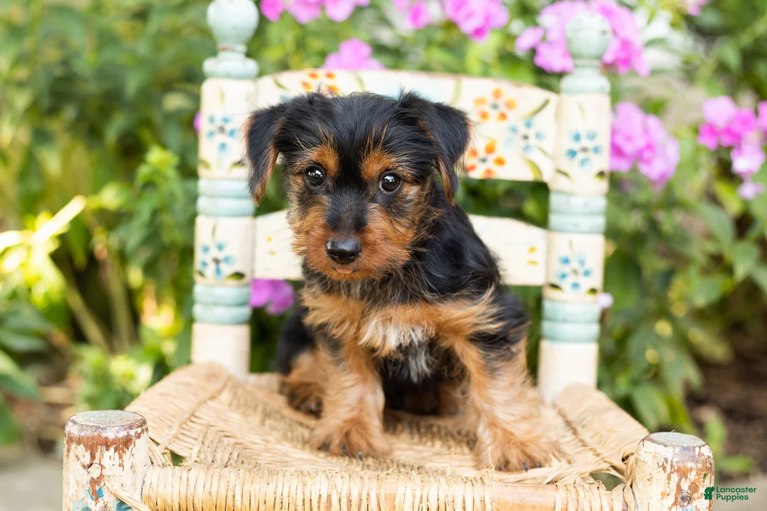 Yorkshire Terrier dogs for sale: Ollie - Ad 1