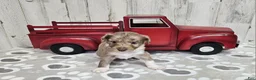 Mini Aussiedoodle dogs for sale: F1 Strawberry - Ad 3