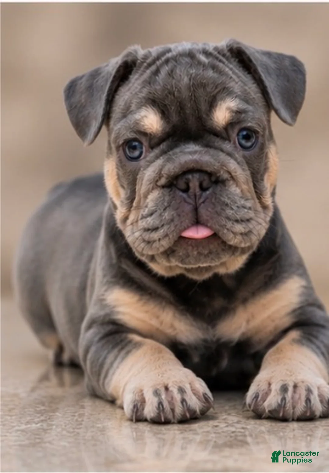French Bulldog dogs for sale: Casanova - Ad 1