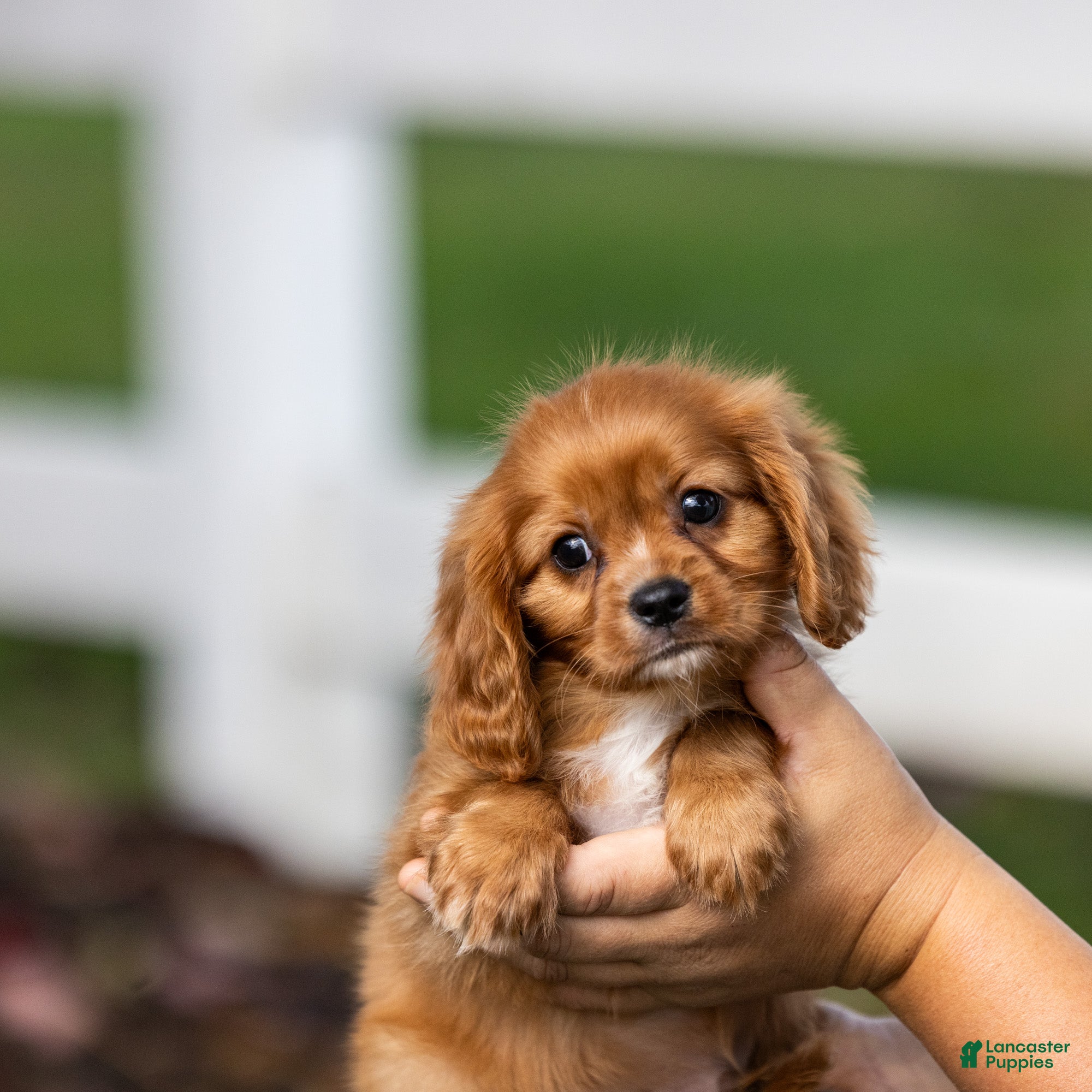 Cavalier King Charles Spaniel dogs Chewy - Ad 1