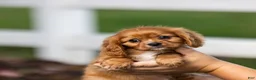 Cavalier King Charles Spaniel dogs for sale: Chewy - Ad 1