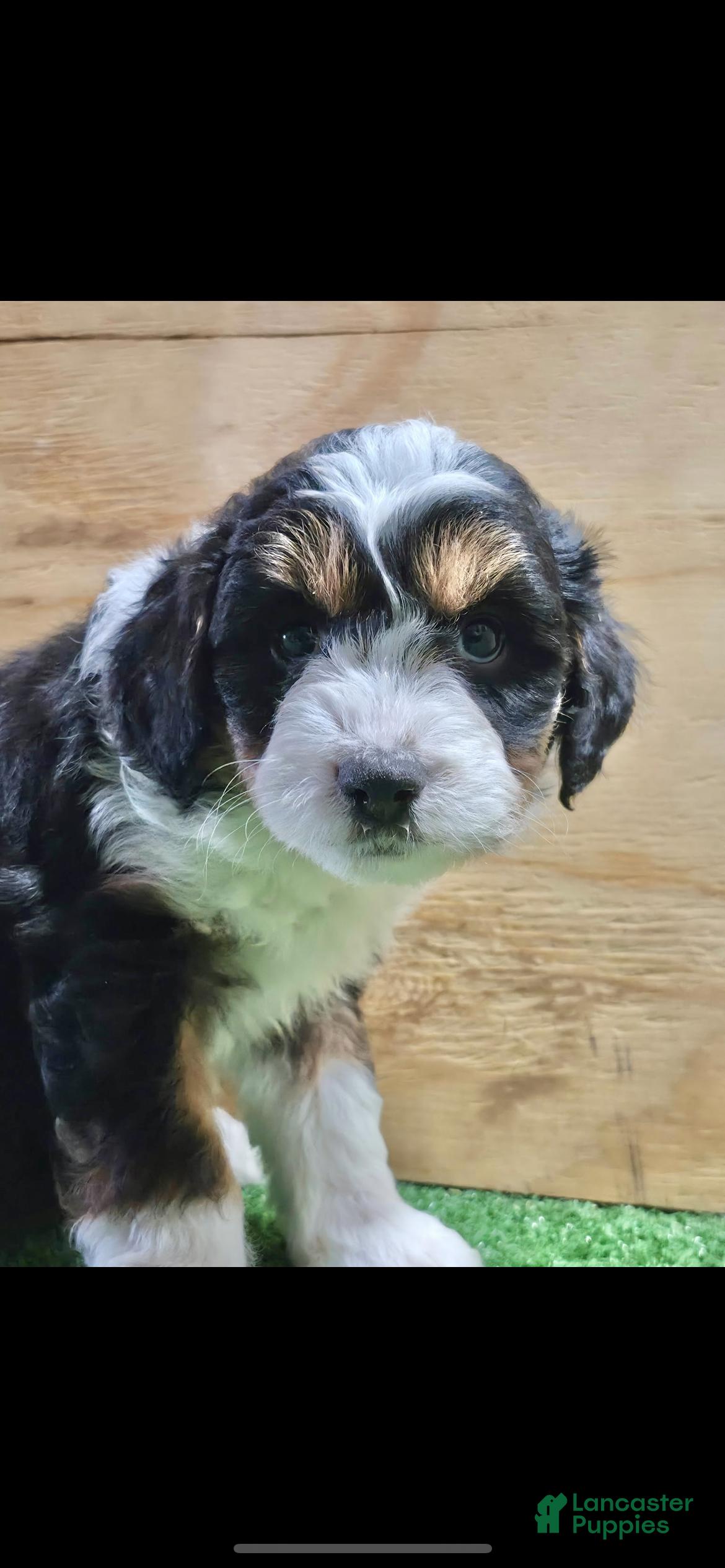 Mini Aussiedoodle dogs Mini Aussiedoodle Puppy 1 - Ad 2