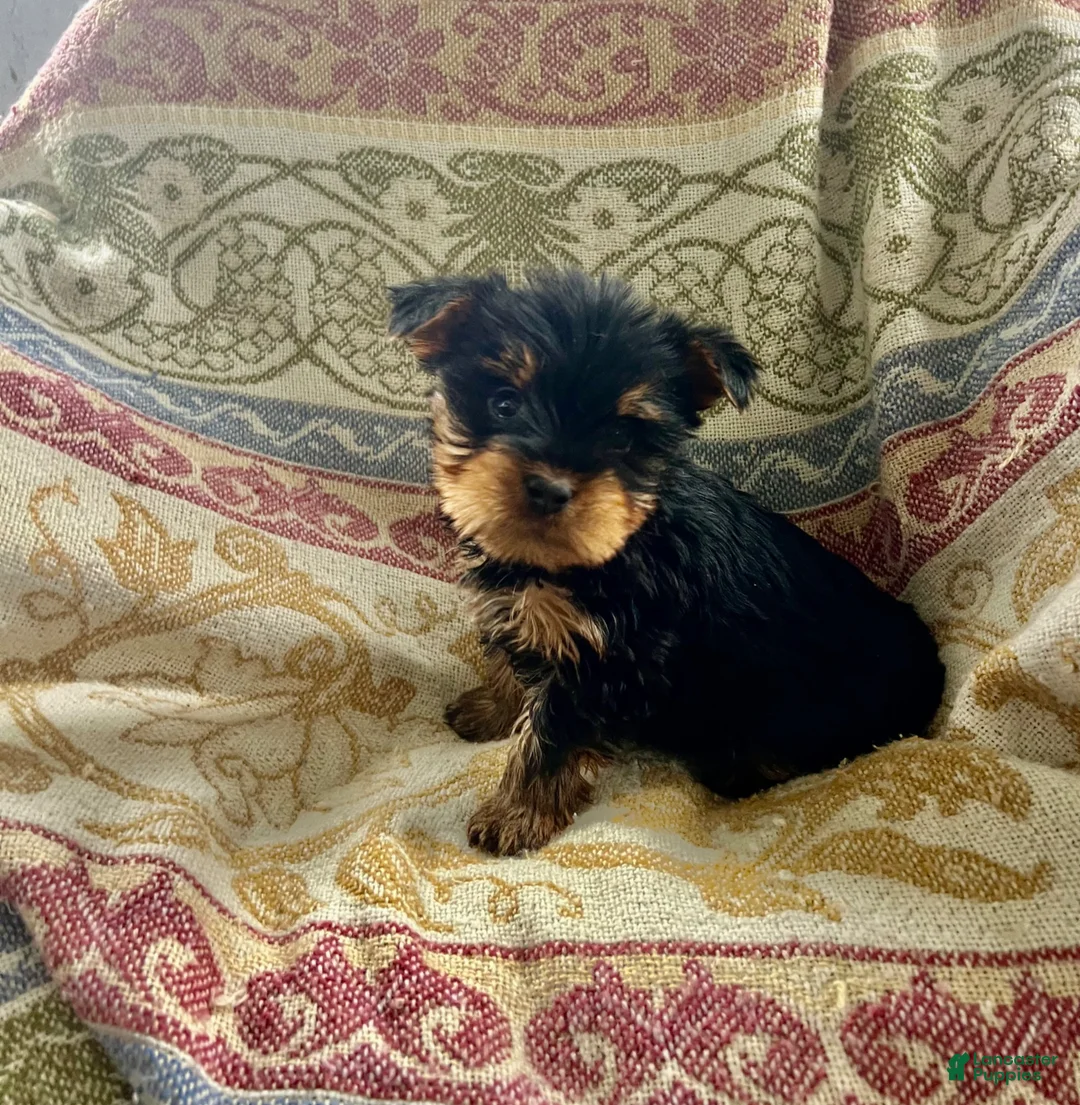 Yorkshire Terrier dogs for sale: Debbie May - Ad 2