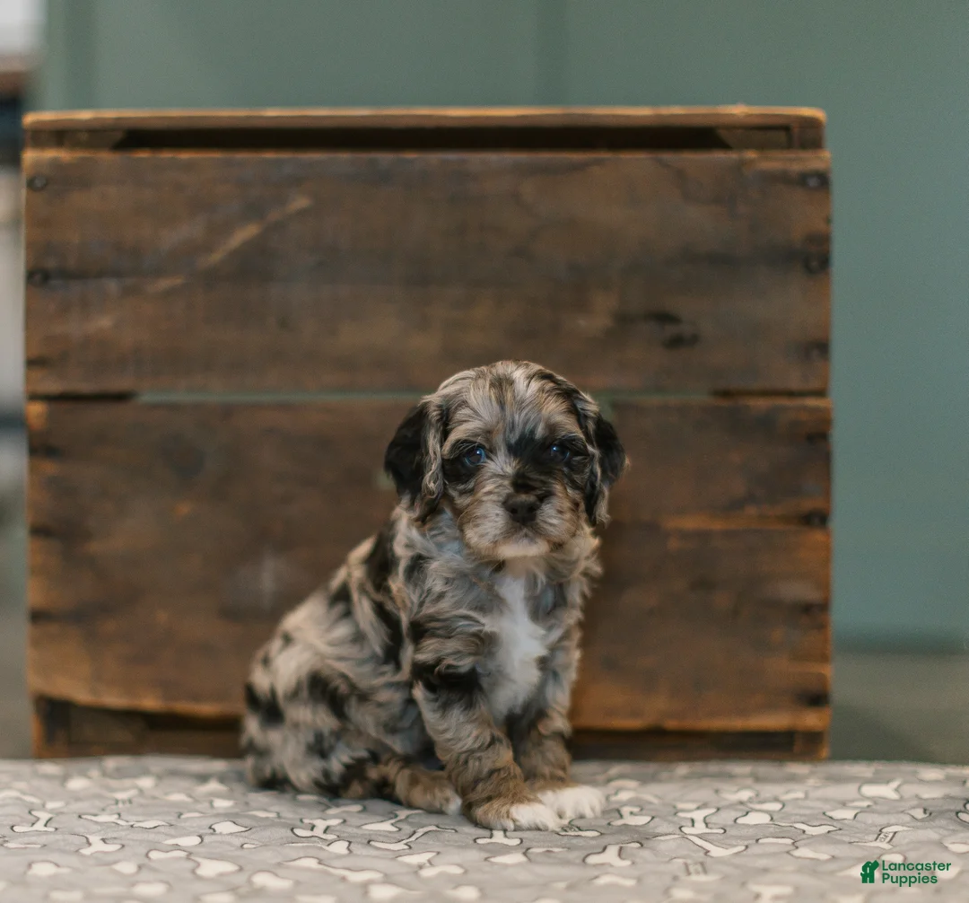 Cockapoo dogs for sale: Moses (Mo)  - Ad 5