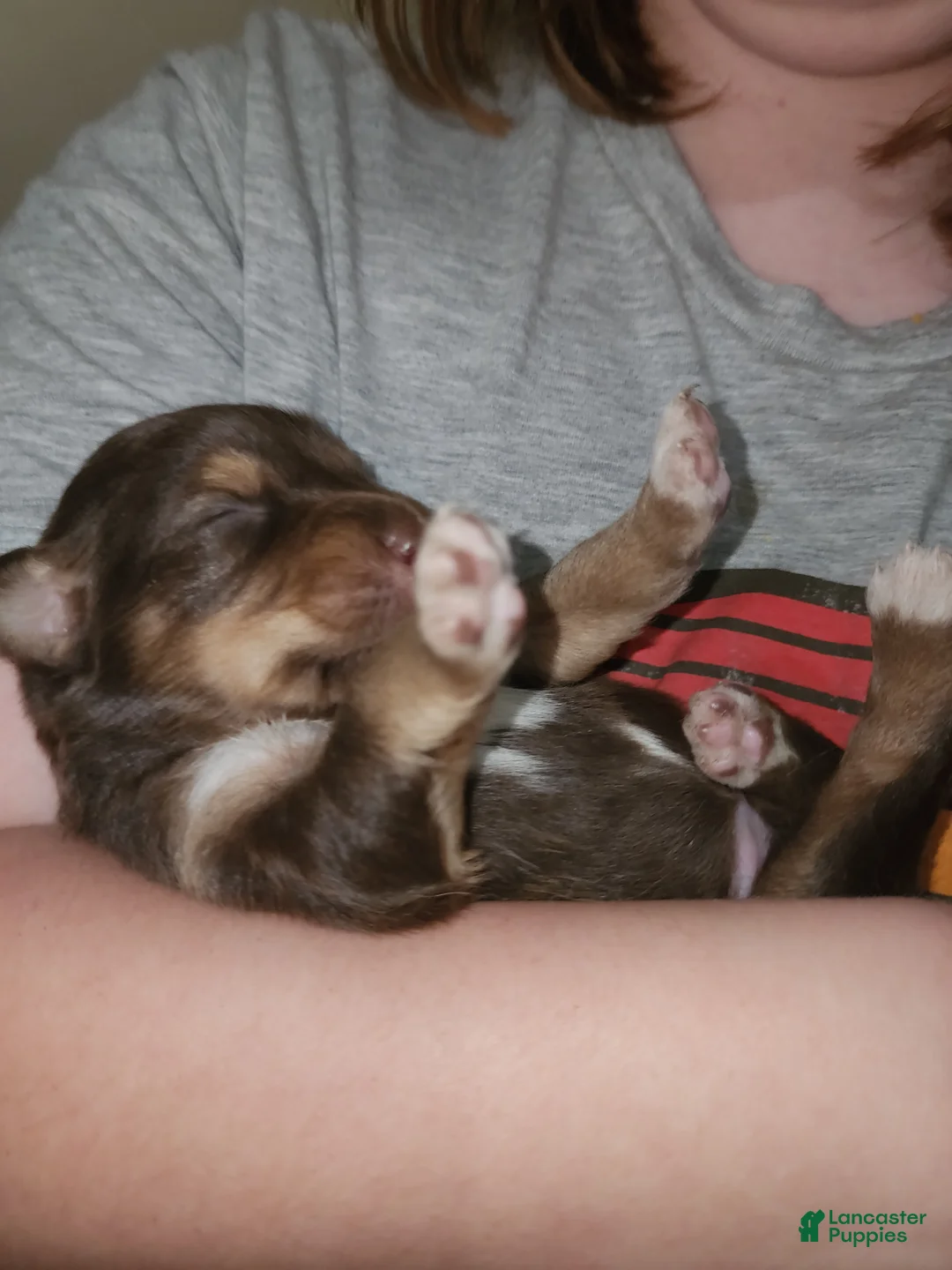 Australian Shepherd dogs for sale: Australian Shepherd 8 - Ad 2