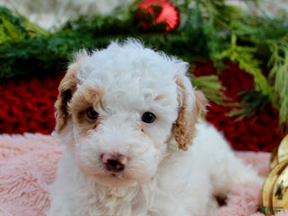 Miniature Poodle dogs Miniature Poodle Puppy 5 - Ad 15