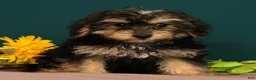 Yorkiepoo dogs for sale: Tito - Ad 3