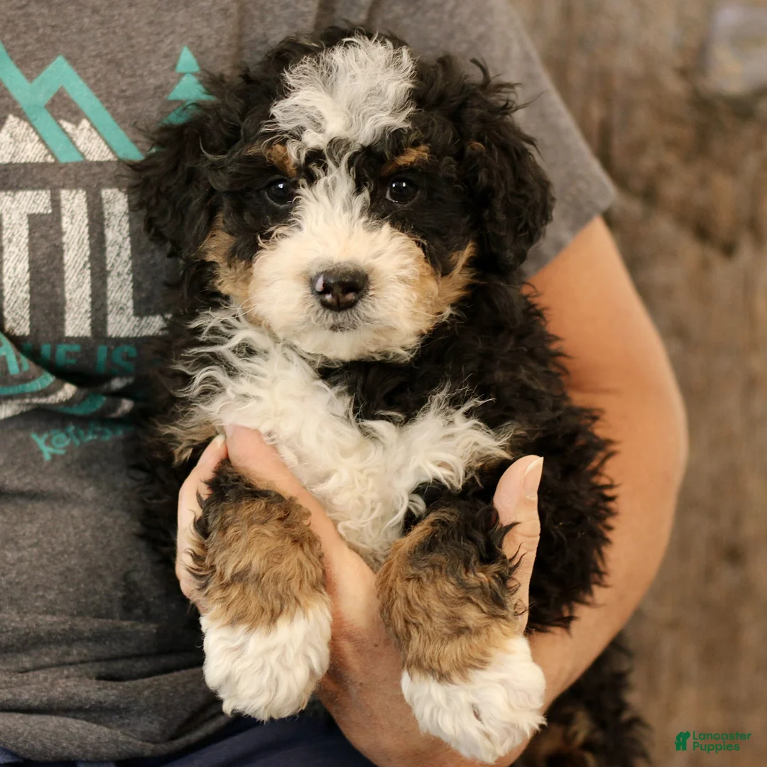 Mini Bernedoodle dogs for sale: King  - Ad 4