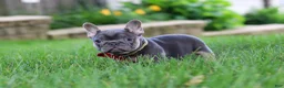 French Bulldog dogs for sale: Clinton - Ad 6