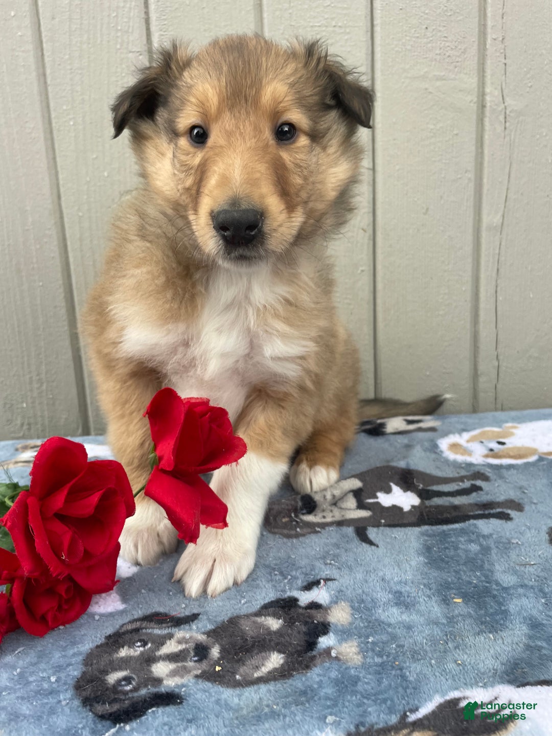 Collie dogs for sale: Cooper - Ad 2