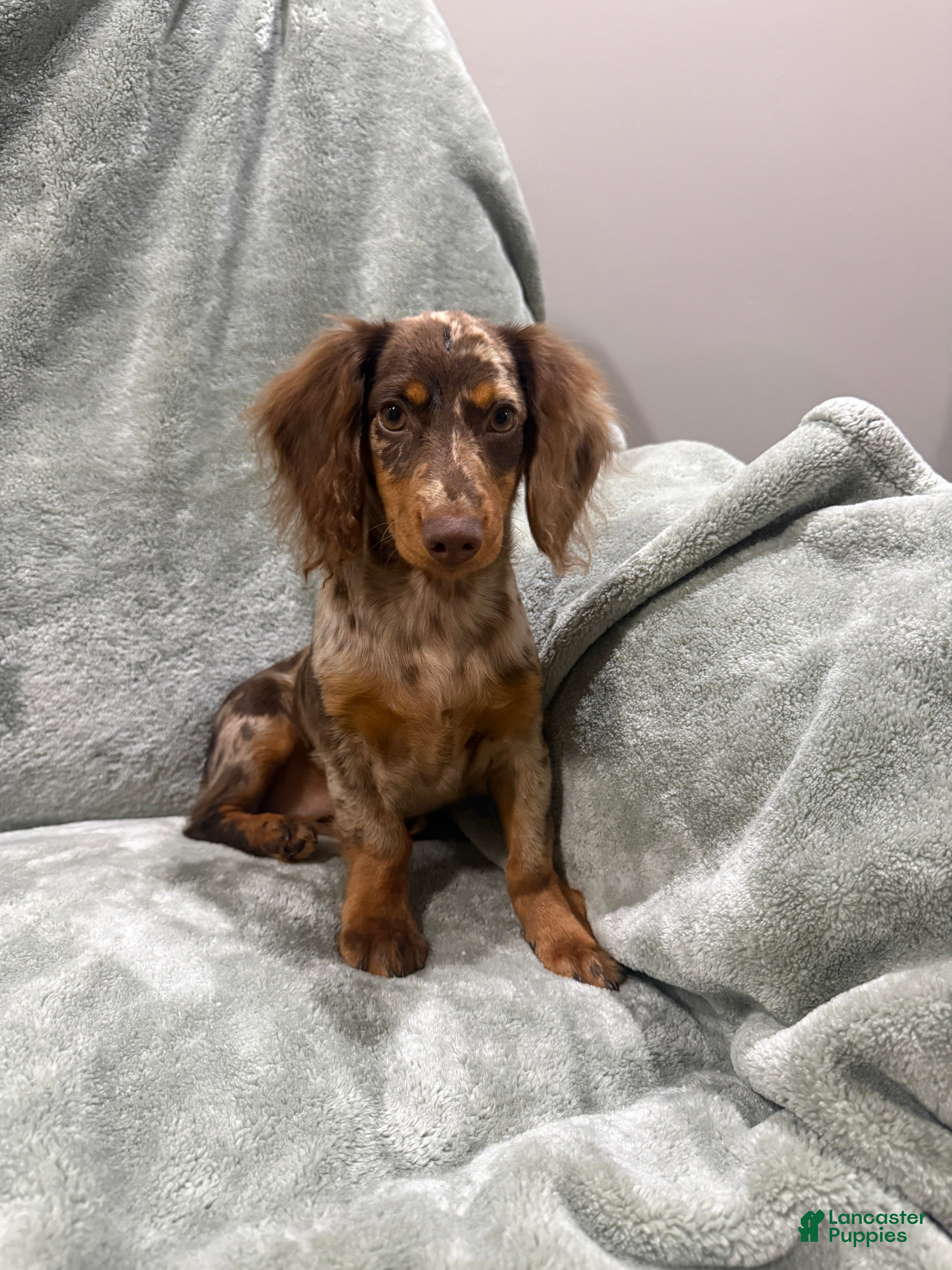 Miniature Dachshund dogs Female longhaired mini dachshund  - Ad 42