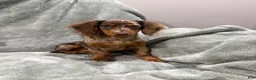 Miniature Dachshund dogs for sale: Female longhaired mini dachshund  - Ad 1