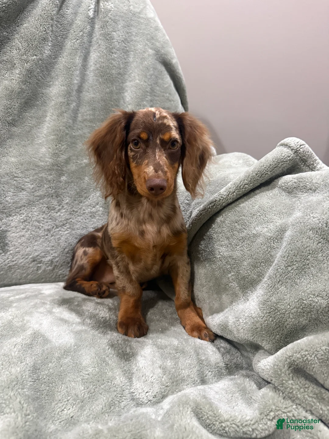 Miniature Dachshund dogs for sale: Female longhaired mini dachshund  - Ad 1