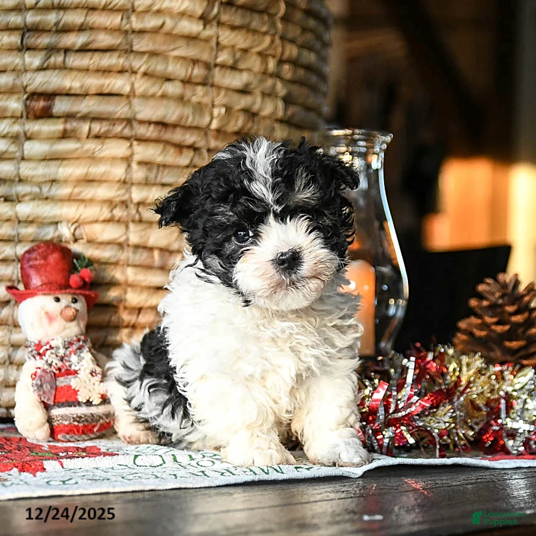 Shihpoo dogs for sale: Grover - Ad 4