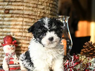 Shihpoo dogs Grover - Ad 34