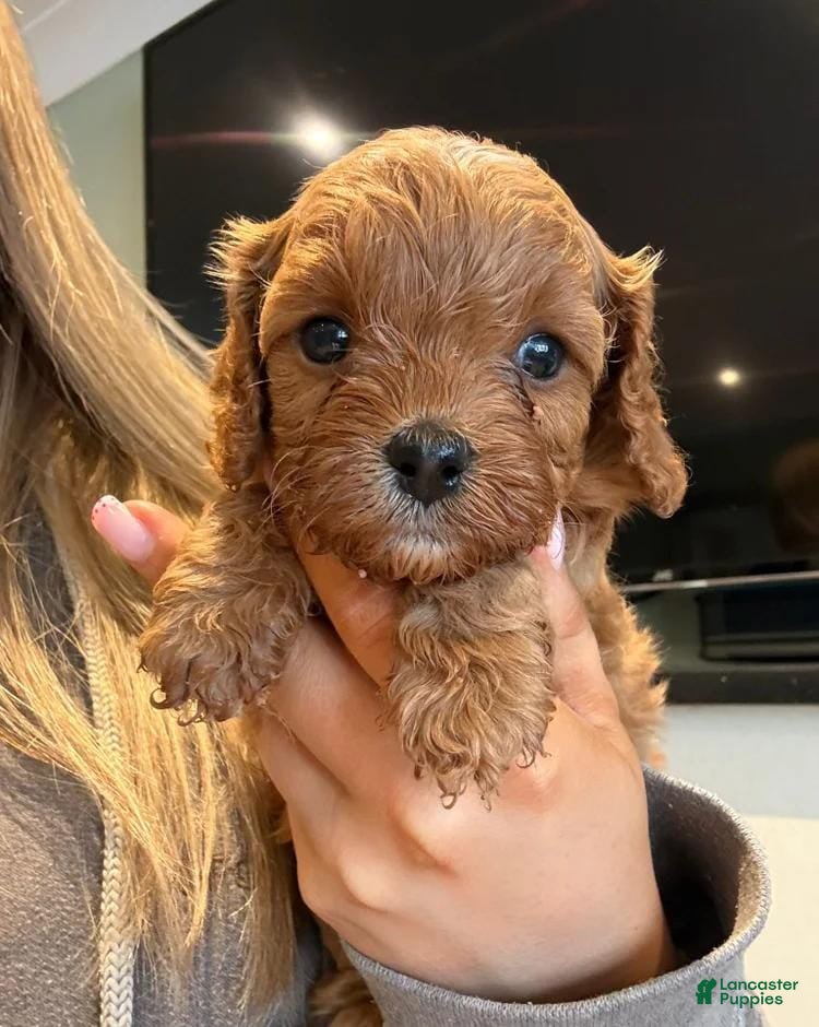 Cavapoo dogs Kelly - Ad 38